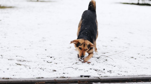 Полицията в Дряново разследва случай при който куче е било