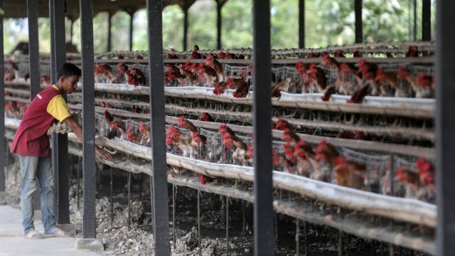 Може ли Папуа Нова Гвинея да е следваща държава след