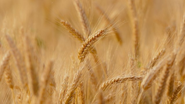 Правителството на Украйна забрани износа на ръж ечемик елда просо