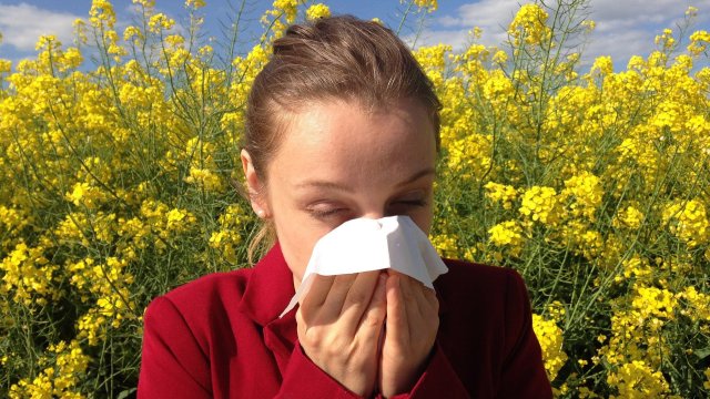При алергичен ринит възпалението се причинява от реакция на свръхчувствителност на имунната