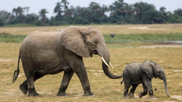 Изменението на климата убива повече слонове в Кения отколкото всички
