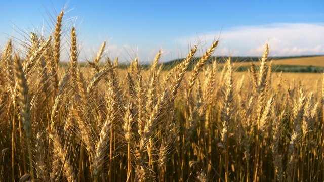 Проблемите на Украйна със зърното са много. Както с обработката