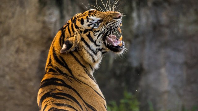 Инцидентът е станал в провинция Канчанабури в западната част на