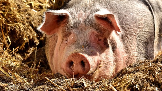 Африканска чума по свинете беше открита от Атинския ветеринарен център