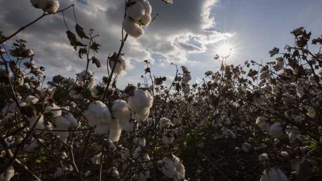 Цените на памука в САЩ продължиха да се покачват до