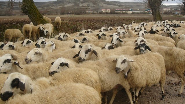 БАБХ напомня на животновъдите да закупуват животни с доказан здравен статус.