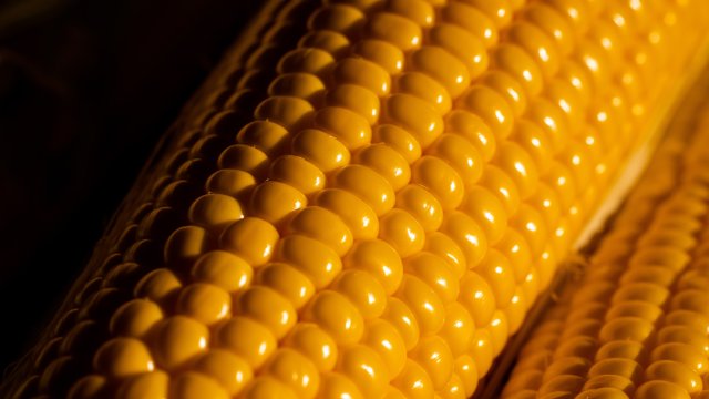 Въпреки че алергията към царевица е рядко срещана някои хора