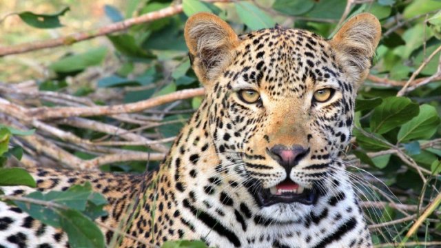 Диви леопарди са били заразени с Ковид 19 в Индия Анализът