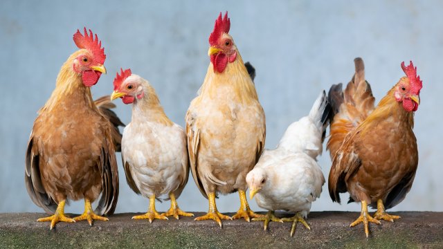 Органична ферма в Северен Тайланд вече повече от година храни