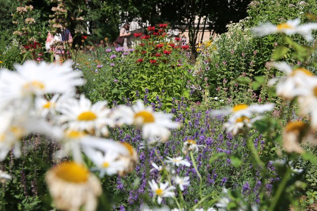 Еньовден е Според народното поверие на днешния ден цветята и