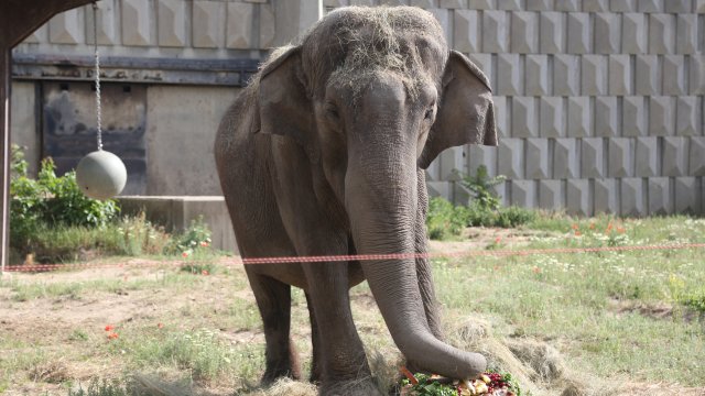 Напусна ни индийската слоница Артайда – най-възрастното животно в Софийския