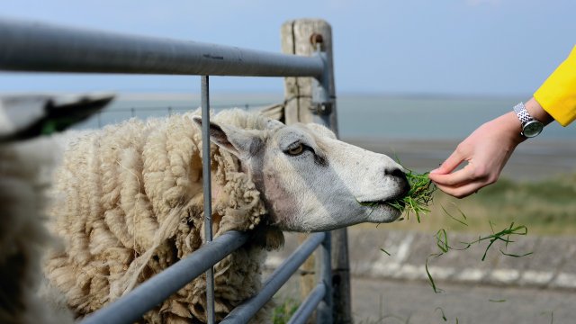 С 300 хиляди са намалели овцете отглеждани в България през