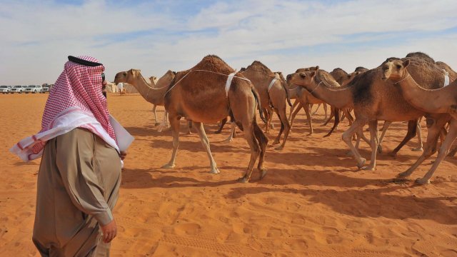 По голямата част от територията на Саудитска Арабия е заета от