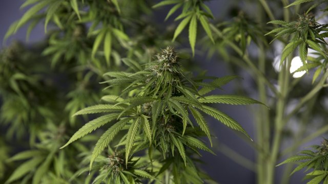 На този етап всичко което новото германско коалиционно правителство е