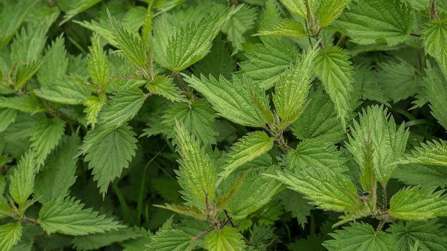 На трапезата на Цветница трябва да присъстват зелении като лапад