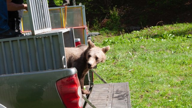 Сладоледи разхлаждат обитателите на Парка за мечки в Белица в