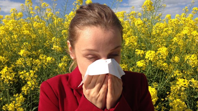 Алергиите се дължат на повишена чувствителност на имунната система към