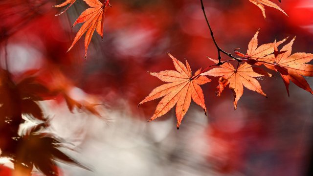 Започна астрономическата есен Тя настъпи точно в 04 04 ч след