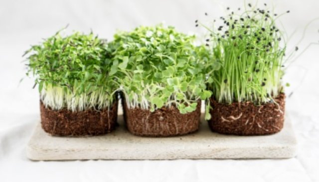 Микро растенията стават все по популярни и все по често присъстват в менюто