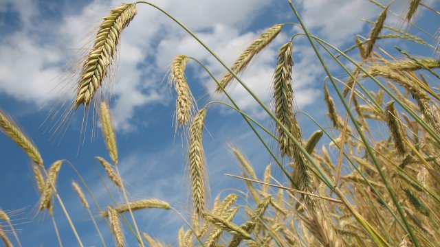 Земеделци от 12 европейски държави обхванати от инициативата Три морета