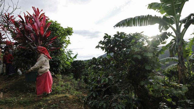 Световните резерви на кафе достигат до най ниското ниво от над