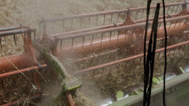 Цените на пшеницата продължиха стремителното си поскъпване като надхвърлиха 11