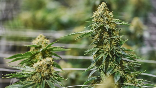 Съединения в канабиса могат да се преборят с инфекциите причинени