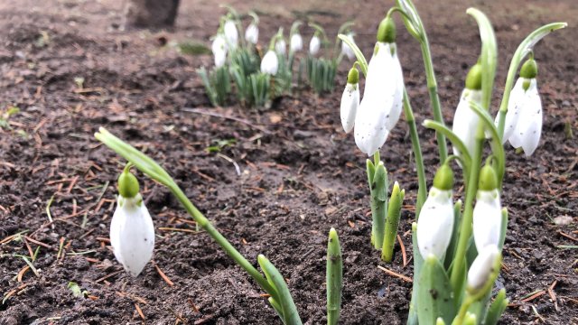 Кокичета цъфнаха за Коледа в градина в кв Райково в