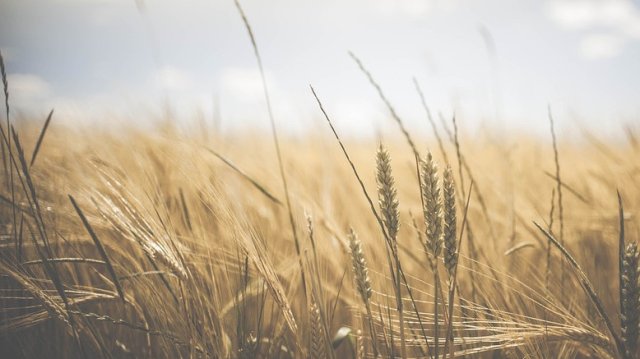 Споразумението за зърнения коридор беше удължено със 120 дни и