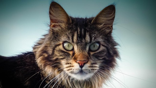 Жена е била изядена от 20 котки след като припада