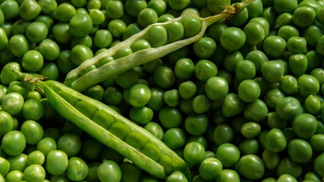 Грахът е прекрасна бобова култура с леко сладък и маслен