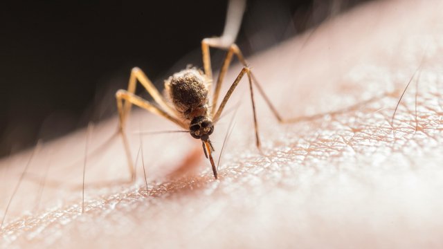  Според информацията на СРЗИ през този месец са потвърдени 15 случая на западнонилска треска в столицата.