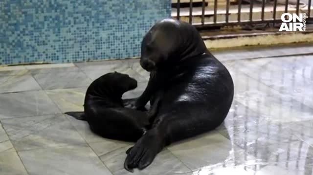 Тюленче се роди за първи път от години в делфинариума