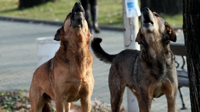 С молба за проверка от район Възраждане ни писаха в