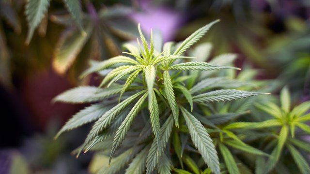 Малта стана първата европейска държава която разреши ограниченото отглеждане и