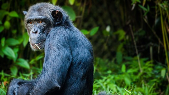 Тийнейджърите и подрастващите шимпанзета имат сходно рисково поведение но приматите