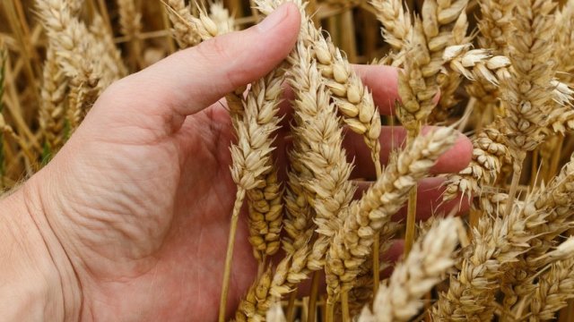 През тази година очакваме средните за страната добиви от пшеница