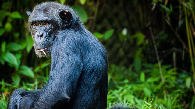Полицията в Япония издирва дива маймуна, нападнала 10 деца в