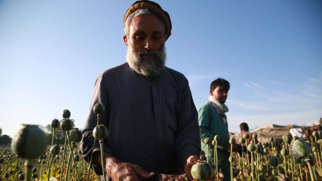 Абдул Рахман тъкмо прибира реколтата си от опиум край Кандахар