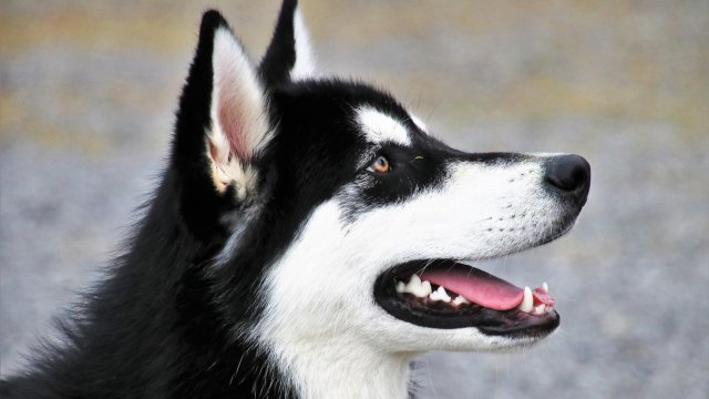 12 годишно момче в Димитровградско е нахапано от хъски което е