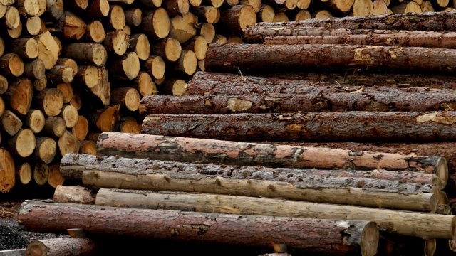 Пореден случай на нападение на системни нарушители срещу горски служители