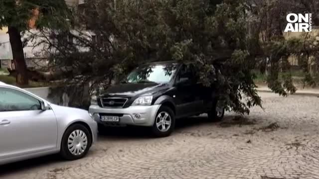 Ураганният вятър нанесе щети в София Паднали клони дървета и
