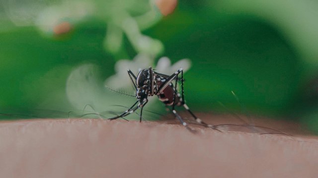 Няма специфично лечение на заболяването, включително и чрез прилагане на антибиотици.