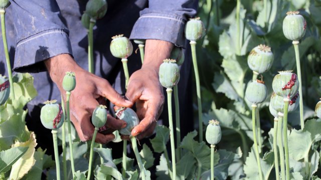 Обемът на производството на опиумен мак в Афганистан след идването