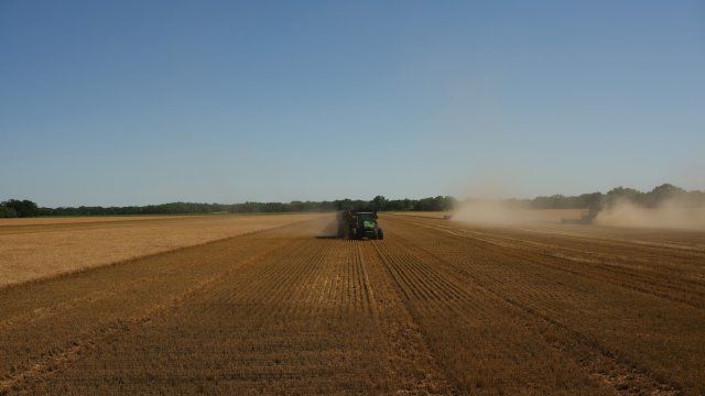 Световното производство на пшеница може да се удвои за да