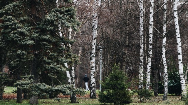 Инцидент в столичния парк Св Троица причини силният вятър Голям