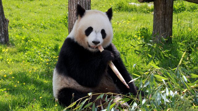Непознат досега вид голяма панда е обитавал Балканите преди шест