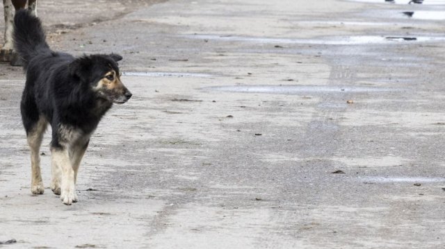 Нападат и повтарят  - сигнал за глутница агресивни кучета в Северния парк на София