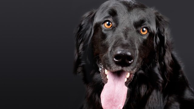 В английския град Стивънидж в графство Хертфордшир домашен любимец от