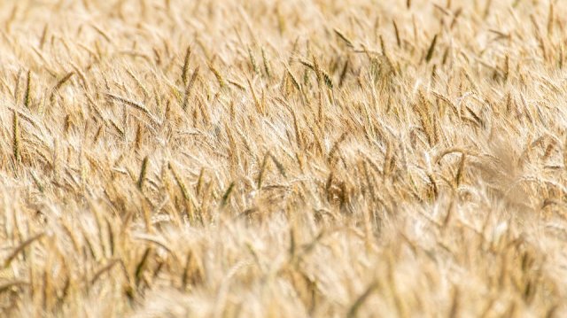 Европейската комисия обмисля отварянето на земеделския кризисен резерв Това стана